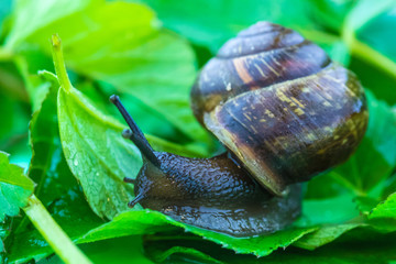 The beautiful macro shot of  funny inquisitive snail doing his slow stroll among the vivid and bright green leaves