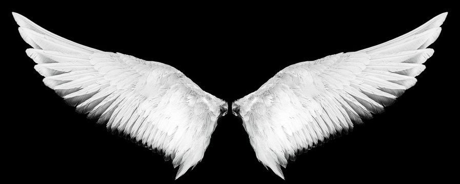 white wings isolated on a black background