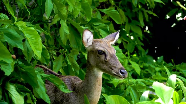 Eld's deer (Panolia eldii) also known as the thamin or brow-antlered deer, is an endangered species of deer indigenous to Southeast Asia