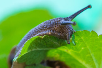The beautiful macro shot of  funny inquisitive snail doing his slow stroll among the vivid and bright green leaves
