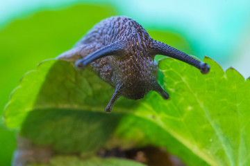 The beautiful macro shot of  funny inquisitive snail doing his slow stroll among the vivid and bright green leaves