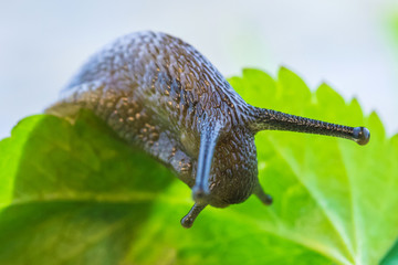 The beautiful macro shot of  funny inquisitive snail doing his slow stroll among the vivid and bright green leaves