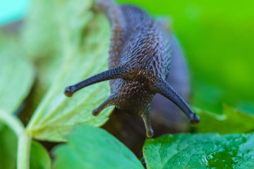 The beautiful macro shot of  funny inquisitive snail doing his slow stroll among the vivid and bright green leaves