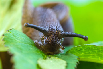 The beautiful macro shot of  funny inquisitive snail doing his slow stroll among the vivid and bright green leaves