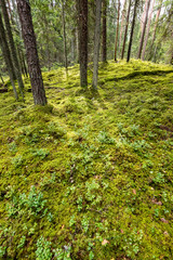 Fototapeta premium pine tree forest ground covered in moss