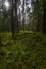 Fototapeta premium pine tree forest ground covered in moss