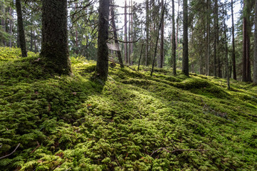 Obraz premium pine tree forest ground covered in moss