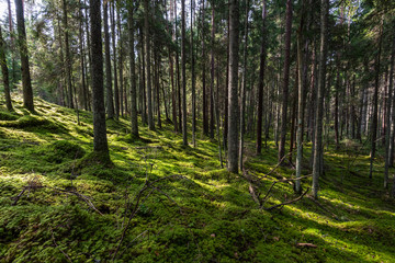 Fototapeta na wymiar pine tree forest ground covered in moss