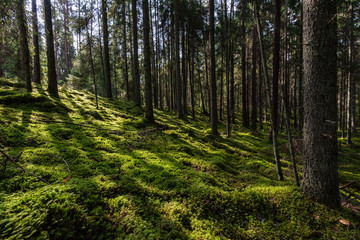 pine tree forest ground covered in moss