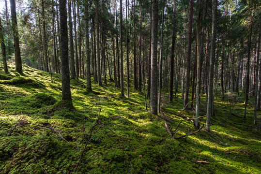 Pine Tree Forest Ground Covered In Moss