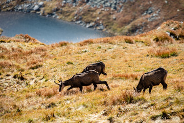 wild goats resting and feeding in mountain pastures