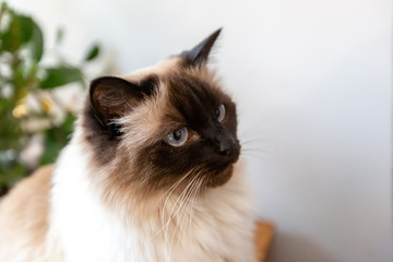 Ragdoll cat, close up on face