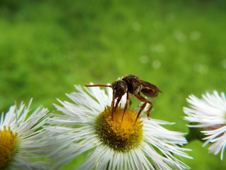 キマダラハナバチ bee