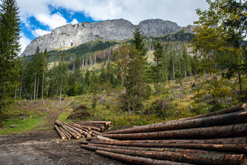 Fototapeta na wymiar forester works, wood logs in large big piles near forest