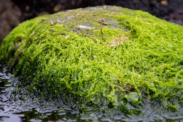 Some kind of seaweed on a rock