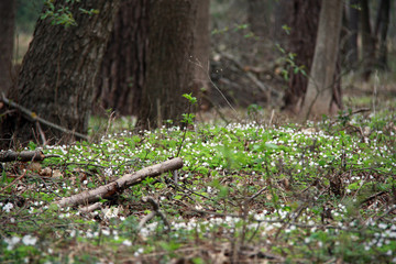 Obraz premium Wild forest and small anemone flowers background