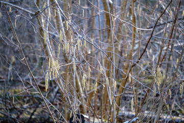 dry tree trunks in forest spring