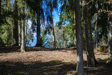 dry tree trunks in forest spring