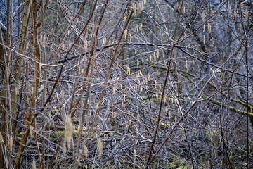 dry tree trunks in forest spring