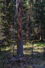 Obraz premium dry tree trunks in forest spring
