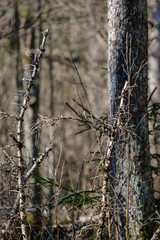 dry tree trunks in forest spring