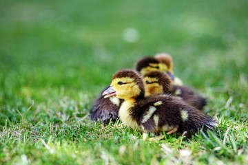 Little ducklings on the grass. Copy space. The concept of pets, farm, farming