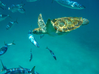 An underwater view of a green turtle (Chelonia mynas) in the Caribbean Sea, Barbados - obrazy, fototapety, plakaty