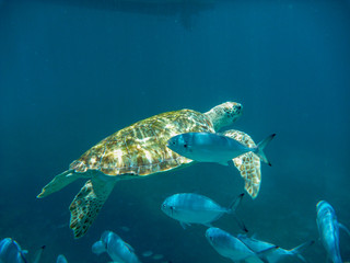 Obraz na płótnie Canvas An underwater view of a green turtle (Chelonia mynas) in the Caribbean Sea, Barbados