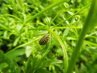 ミノウスバ 幼虫 larva of moth