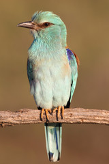 Coracias garrulus. European roller