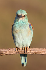 Coracias garrulus. European roller