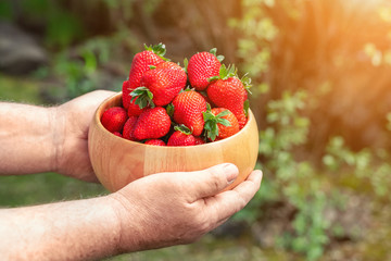 Close-up farmer's hand holding and offering red tasty ripe organic juicy strawberries in wooden bowl outdoors at farm