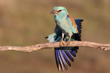 Coracias garrulus. European roller