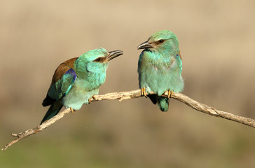 Coracias garrulus. European roller