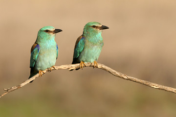 Coracias garrulus. European roller