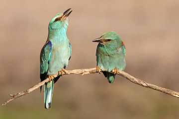 Coracias garrulus. European roller