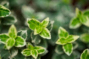 Fototapeta na wymiar Defocused floral background with green leaves