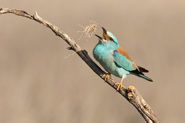 Coracias garrulus. European roller