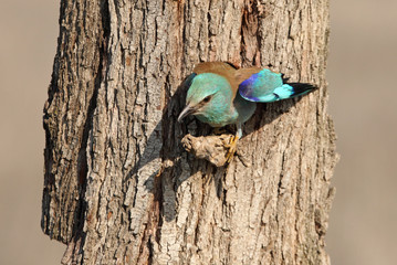 Coracias garrulus. European roller