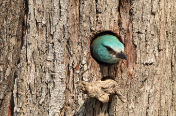Coracias garrulus. European roller