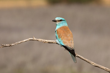 Coracias garrulus. European roller