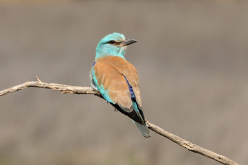 Coracias garrulus. European roller