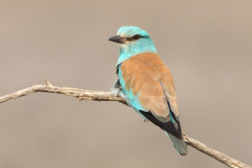 Coracias garrulus. European roller