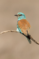 Coracias garrulus. European roller