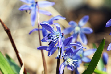 scilla bifolia flower