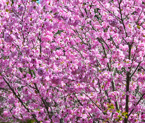 Japanese cherry blossoms at spring time