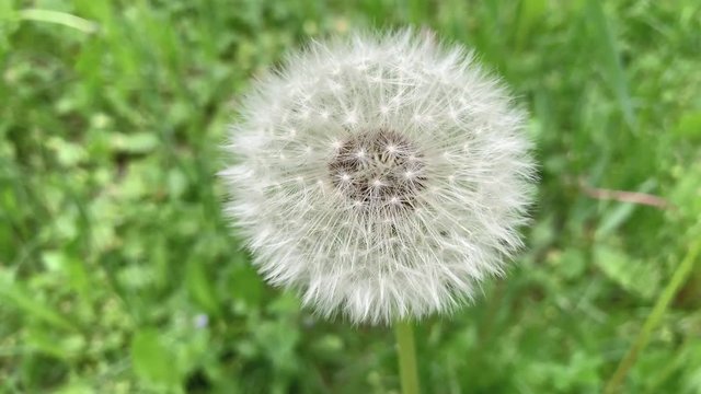 Close up of Dandelion flower on green field. Spring meadow with white dandelion blossom.