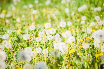 Summer dandelion flowers and fuzz  field 