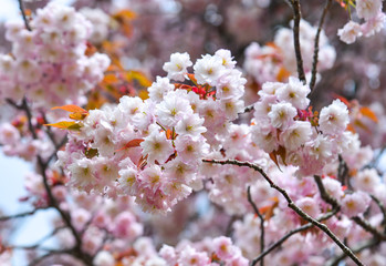 Japanese cherry blossoms at spring time