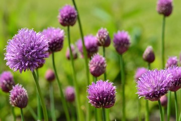Chive flower, Jersey, U.K. Macro image of edible garden plant flowers.